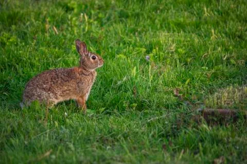 Backyard Spring Bunny in Grass Stock Photos