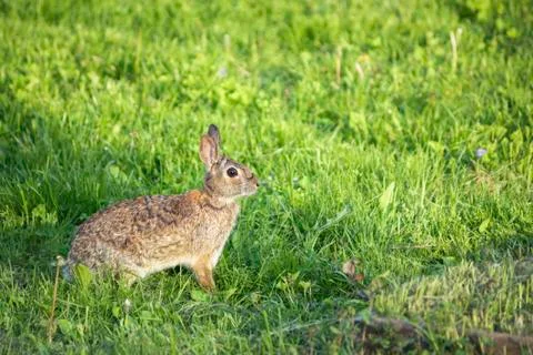 Backyard Spring Bunny in Grass Stock Photos