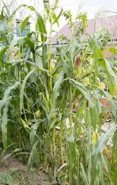 Backyard Summer Raised Bed Garden Sweet Corn Squash and Flowers Foto stock