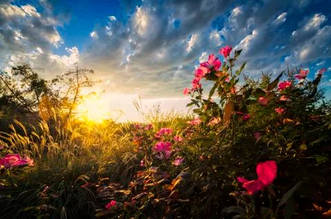 Backyard Sunrise Stock Photos