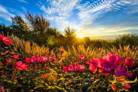 Backyard Sunrise Stock Photos