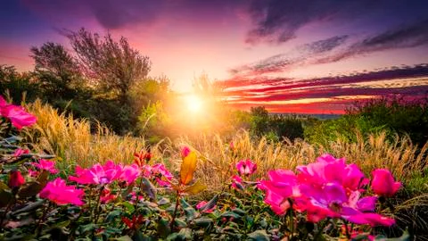 Backyard Sunrise Stock Photos