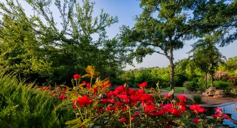 Backyard Sunrise Stock Photos