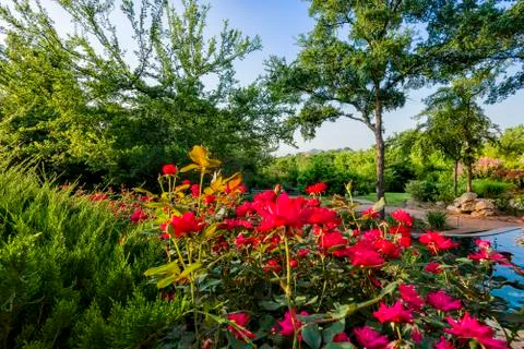 Backyard Sunrise Stock Photos