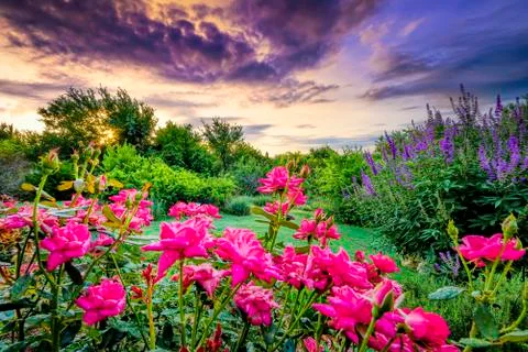 Backyard Sunrise Stock Photos