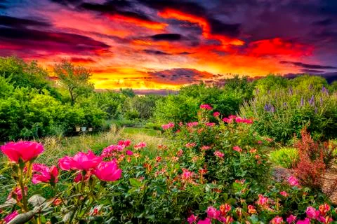 Backyard Sunrise Stock Photos