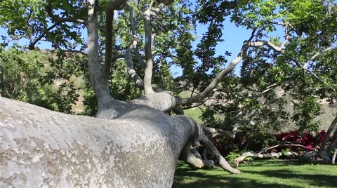 Backyard Tree 01 Stock Footage 49455408