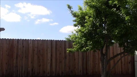 Backyard tree and fence Stock Footage 87105741
