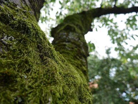 Backyard tree Stock Photos