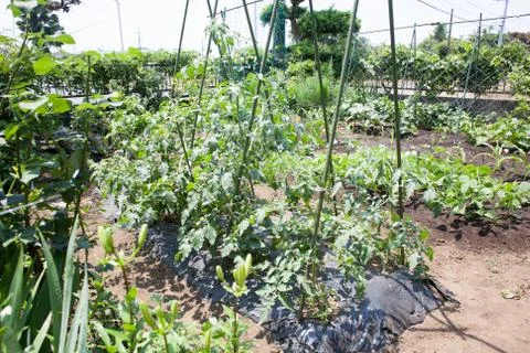 Backyard vegetable farm Stock Photos