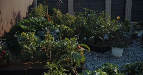 Backyard vegetable garden with various green plants in sunlight Stock Footage 313743636