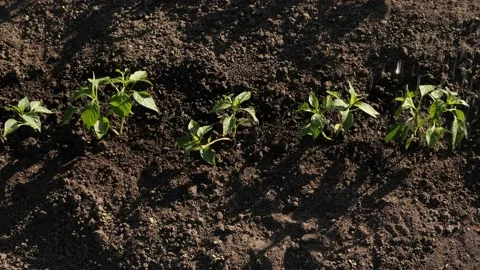Backyard vegetable garden watering seedling soil farm garden rows of plants Stock Footage 235038799
