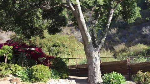 Backyard View 03 Stock Footage 49455655