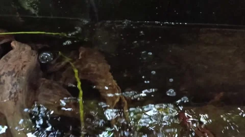 Backyard waterpond Video stock 247701522