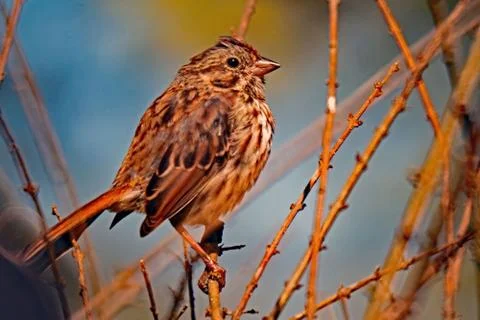 Backyard Wildlife copy Stock Photos