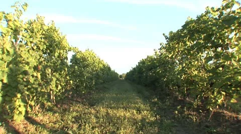 Backyard Of Wine 스톡 동영상 8951065