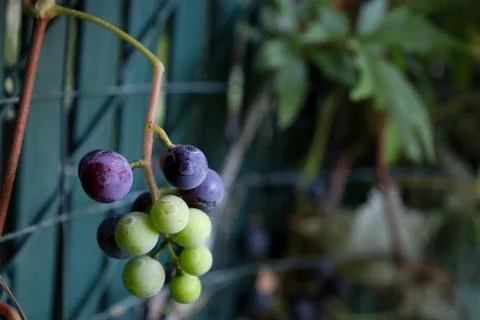 Backyard wine grapes 스톡 사진