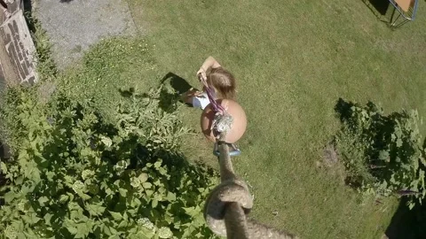 Backyard zipline. Stock Footage 132724664