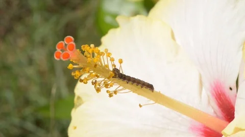 Baco Stock Footage 97831918