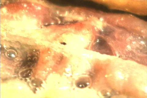 Bacon Frying pan 1 Video stock 101067