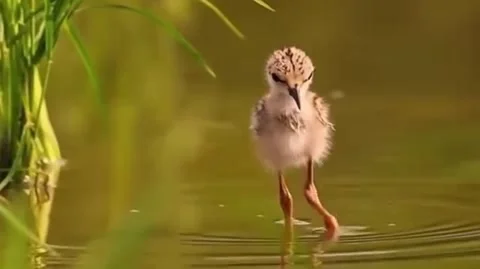 Bacony stilt chick walking in shallow water Stock Footage 335080084