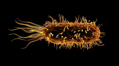 Bacteria 03 Video stock 374202