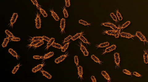 Bacteria 04 Stock-Footage 374193