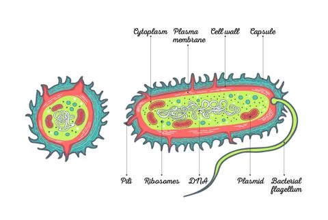 Bacteria Anatomy Stock Illustration