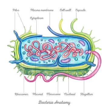 Bacteria Anatomy Stock Illustration