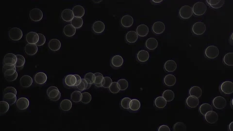 Bacteria and bubbles in the water. macro shot. Stock Footage 131950998