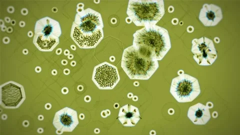 Bacteria and viruses under a microscope. Study of microorganisms. Attack of some Stock Footage 136361713