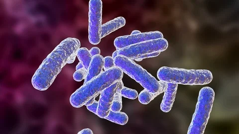 Bacteria, animation Stock Footage 105243769