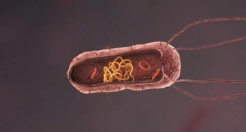 Bacteria are a simple form of life known as prokaryotes. 스톡 일러스트