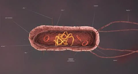 Bacteria are a simple form of life known as prokaryotes. 스톡 일러스트