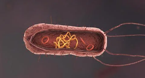 Bacteria are a simple form of life known as prokaryotes. 스톡 일러스트