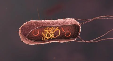 Bacteria are a simple form of life known as prokaryotes. 스톡 일러스트