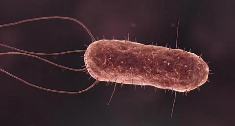 Bacteria are small single celled organisms. Stock Illustration