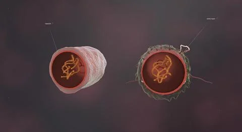 Bacteria are small single celled organisms. Stock Illustration