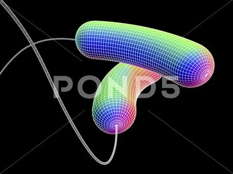 Bacteria, artwork Stock Illustration