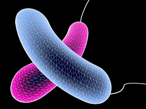 Bacteria, artwork Stock Illustration