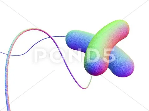 Bacteria, artwork Stock Illustration