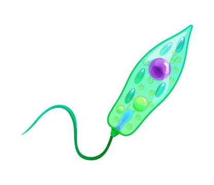 Bacteria bacillus or ameba germ microorganism Stock Illustration