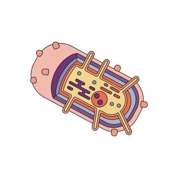 Bacteria cell anatomy Illustrazione stock