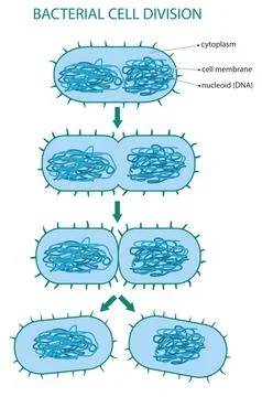 Bacteria cell-division Stock Illustration
