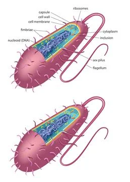 Bacteria cell Stock Illustration