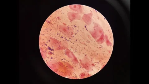 Bacteria cell in stop motion. Stock Footage 307082541