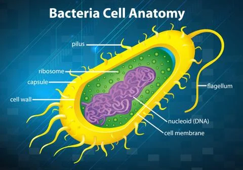 Bacteria cell structure Stock Illustration