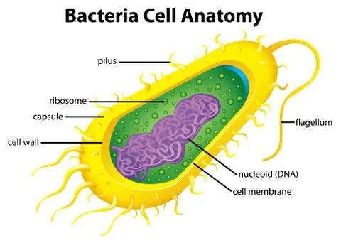 Bacteria cell structure Stock Illustration