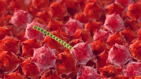 Bacteria cells, science 3d animation Stock Footage 75553718