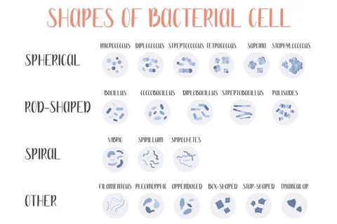 Bacteria classification. Shapes of bacteria. Types and different forms of bac Stock Illustration